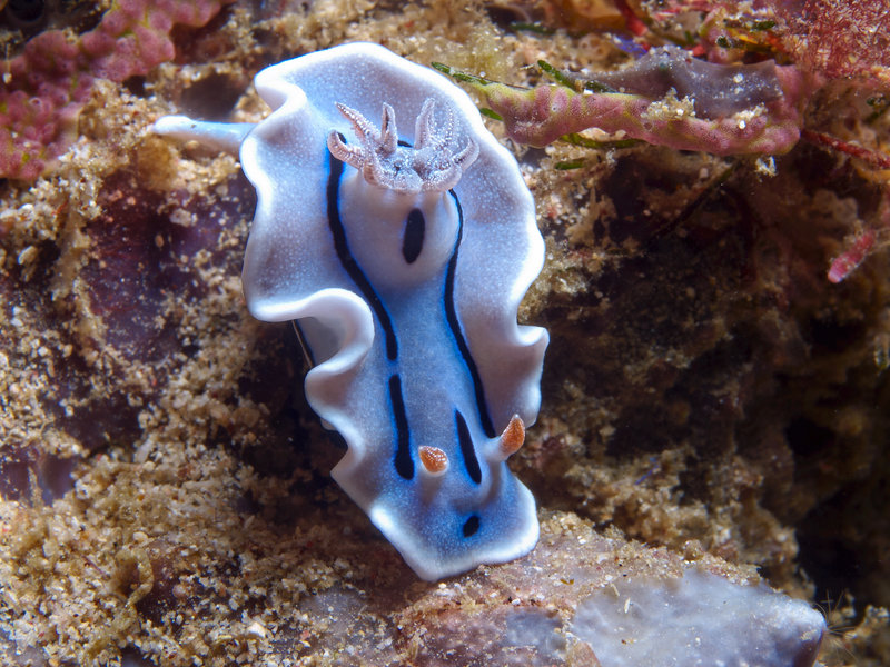 Nudibranch, Wreck Point